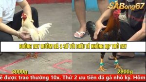Trận 36 Bồ Gà C5 Ngày 10/8/2025