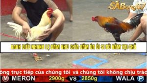 Trận 36 Bồ Gà C5 Ngày 17/8/2025