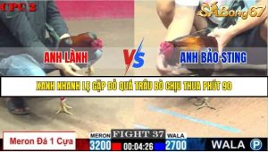Trận 37 Bồ Gà C2 Ngày 6/8/2025
