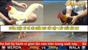 Trận 37 Bồ Gà C5 Ngày 21/8/2025