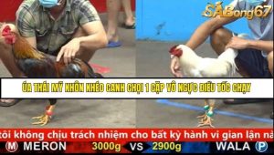 Trận 38 Bồ Gà C5 Ngày 21/8/2025