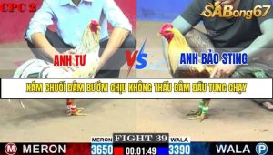 Trận 39 Bồ Gà C2 Ngày 6/8/2025