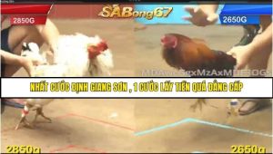 Trận 4 Bồ Gà C4 Ngày 17/8/2025