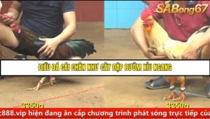 Trận 4 Bồ Gà C4 Ngày 25/8/2025
