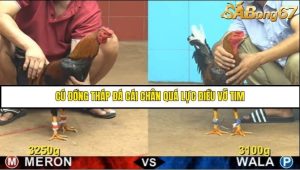 Trận 4 Bồ Gà C4 Ngày 8/8/2025