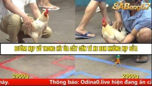 Trận 4 Bồ Gà C5 Ngày 16/8/2025