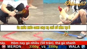 Trận 4 Bồ Gà C5 Ngày 17/8/2025