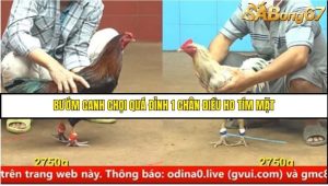 Trận 4 Bồ Gà C5 Ngày 18/8/2025
