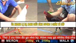 Trận 4 Bồ Gà C5 Ngày 24/8/2025