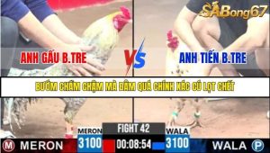 Trận 42 Bồ Gà C3 Ngày 3/8/2025