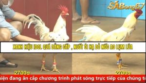 Trận 5 Bồ Gà C4 Ngày 23/8/2025