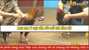 Trận 5 Bồ Gà C4 Ngày 25/8/2025