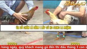 Trận 5 Bồ Gà C5 Ngày 12/8/2025