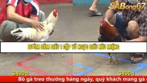 Trận 5 Bồ Gà C5 Ngày 8/8/2025