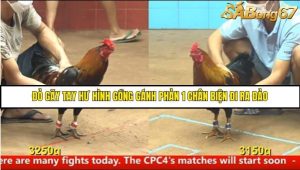 Trận 5 Bồ Gà CPC4 Ngày 14/8/2025