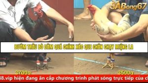Trận 6 Bồ Gà C4 Ngày 21/8/2025