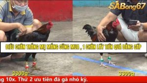 Trận 6 Bồ Gà C5 Ngày 12/8/2025