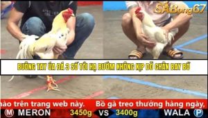 Trận 6 Bồ Gà C5 Ngày 22/8/2025