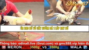 Trận 6 Bồ Gà C5 Ngày 23/8/2025