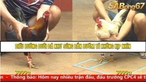 Trận 7 Bồ Gà C4 Ngày 17/8/2025