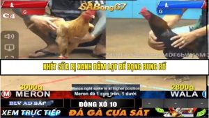 Trận 7 Bồ Gà C4 Ngày 2/8/2025