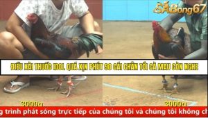 Trận 7 Bồ Gà C4 Ngày 22/8/2025