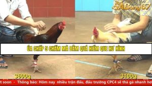 Trận 7 Bồ Gà C4 Ngày 7/8/2025