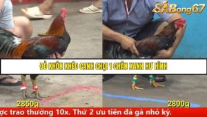 Trận 7 Bồ Gà C5 Ngày 12/8/2025