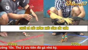 Trận 7 Bồ Gà C5 Ngày 13/8/2025