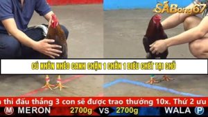 Trận 7 Bồ Gà C5 Ngày 22/8/2025
