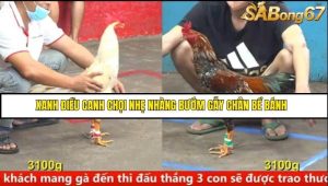 Trận 7 Bồ Gà CPC5 Ngày 14/8/2025