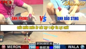 Trận 8 Bồ Gà C2 Ngày 6/8/2025