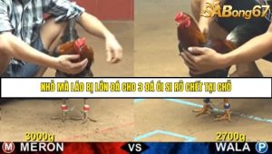 Trận 8 Bồ Gà C4 Ngày 2/8/2025
