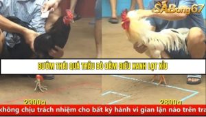 Trận 8 Bồ Gà C4 Ngày 23/8/2025