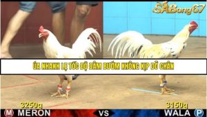 Trận 8 Bồ Gà C4 Ngày 8/8/2025