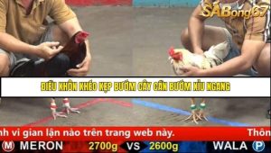Trận 8 Bồ Gà C5 Ngày 16/8/2025