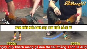 Trận 8 Bồ Gà C5 Ngày 9/8/2025