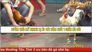 Trận 8 Bồ Gà CPC5 Ngày 15/8/2025