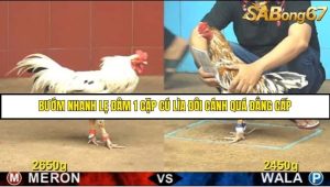 Trận 9 Bồ Gà C4 Ngày 13/8/2025