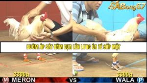 Trận 9 Bồ Gà C4 Ngày 15/8/2025