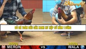 Trận 9 Bồ Gà C4 Ngày 2/8/2025
