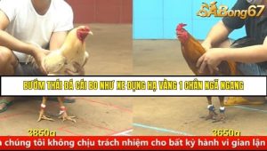Trận 9 Bồ Gà C4 Ngày 25/8/2025