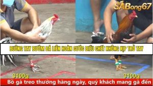 Trận 9 Bồ Gà C5 Ngày 12/8/2025