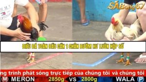 Trận 9 Bồ Gà C5 Ngày 17/8/2025