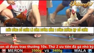 Trận 9 Bồ Gà C5 Ngày 24/8/2025